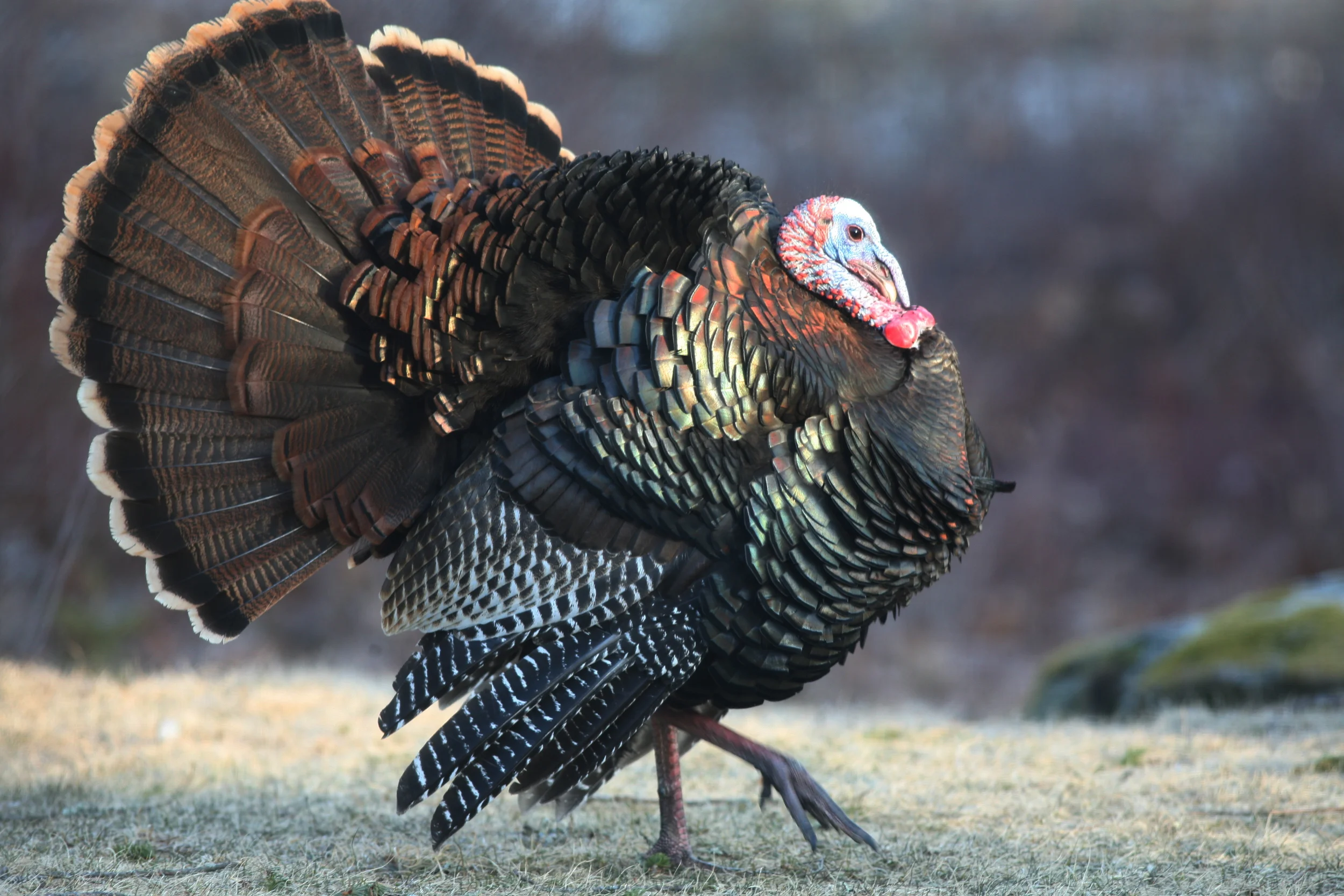 Around our birdfeeder, several Toms have been displaying as they strut past about a dozen females.