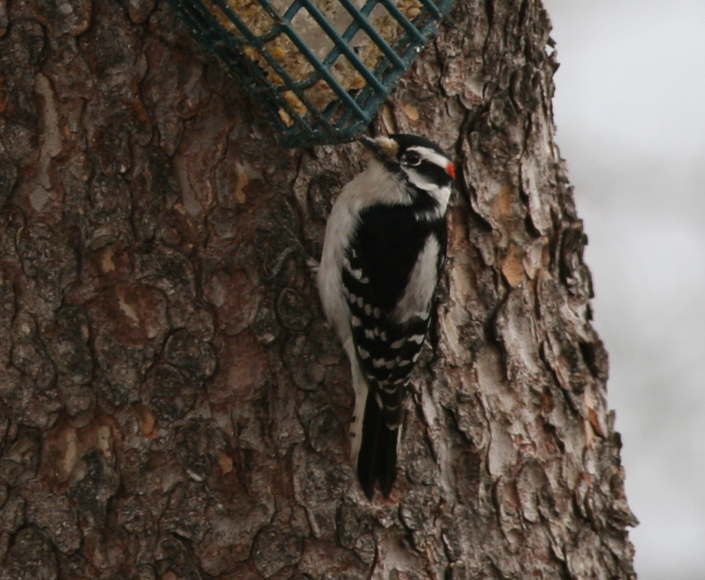 What's worse than peanut butter stuck to the roof of your mouth? Suet stuck to the top of a woodpecker's bill. This male downy studied the problem for quite a while yesterday before flying off.