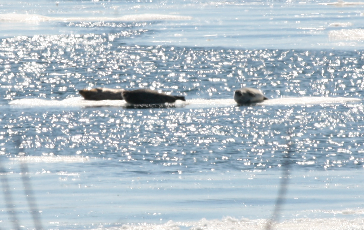 A few of the seals who showed up yesterday—right on schedule.