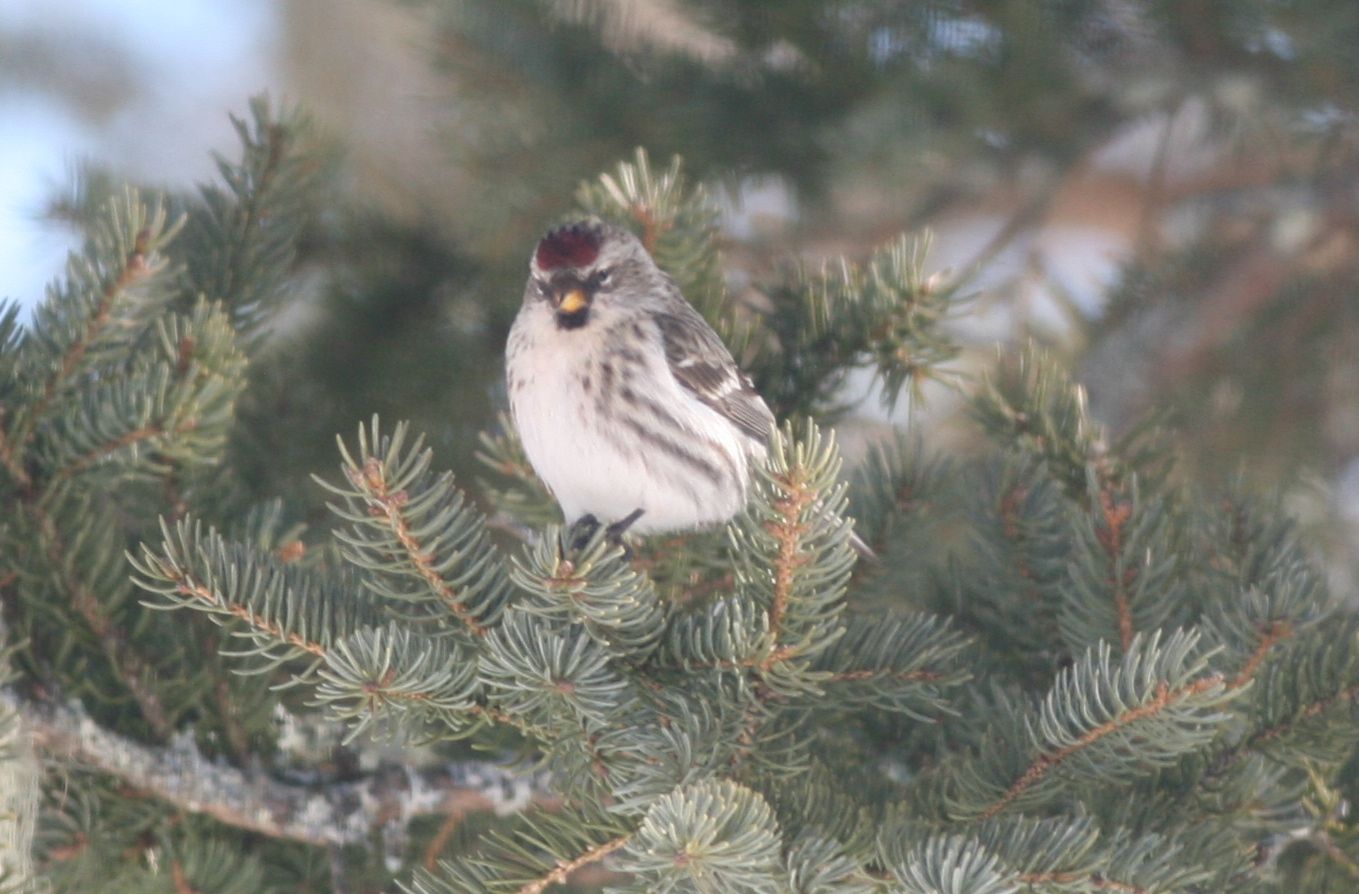 This female is part of a huge flock of common redpolls that showed up in late February to enjoy coastal Maine life outside our house.