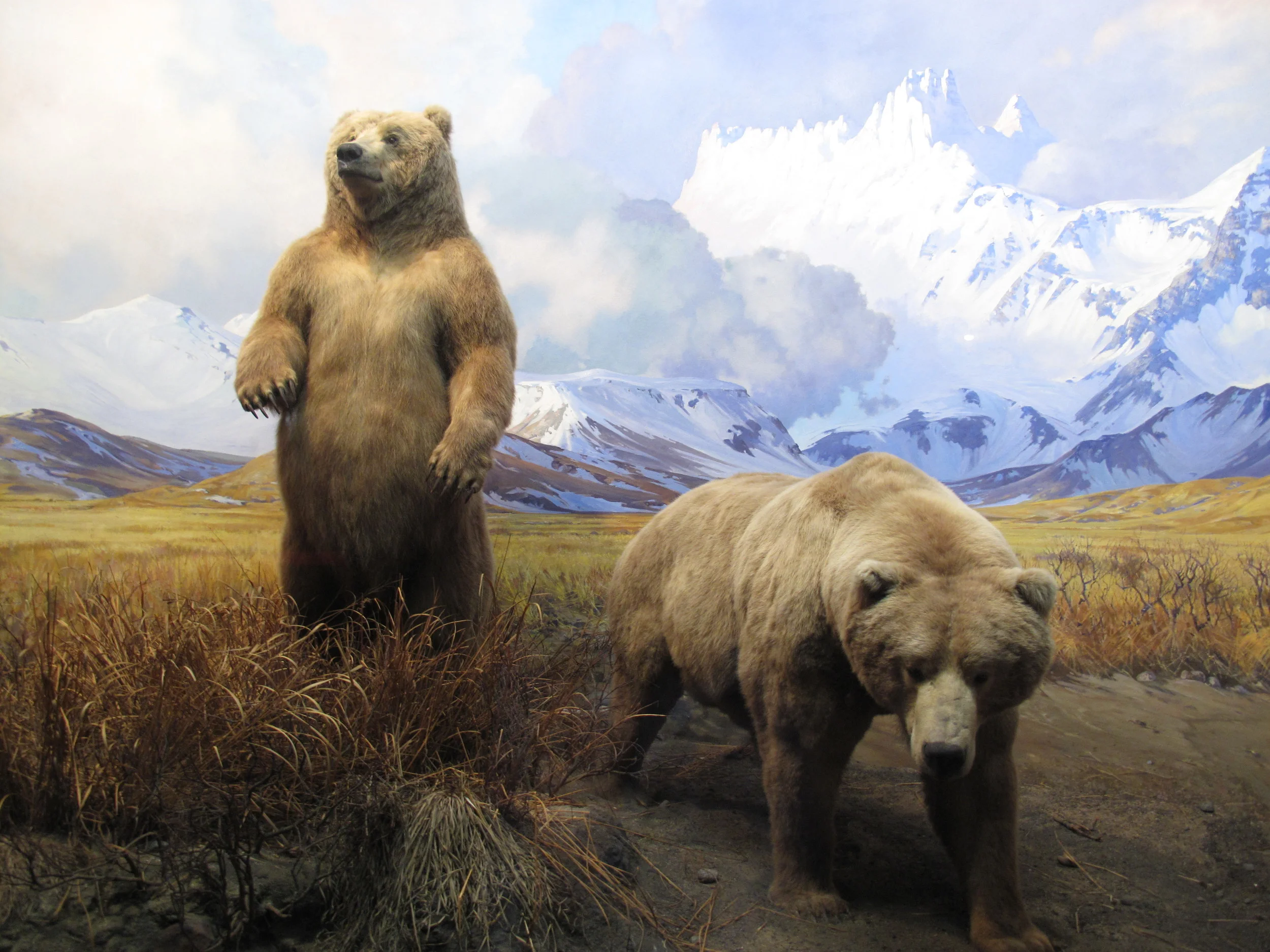 Bearing Up in New York City — The Naturalist's Notebook