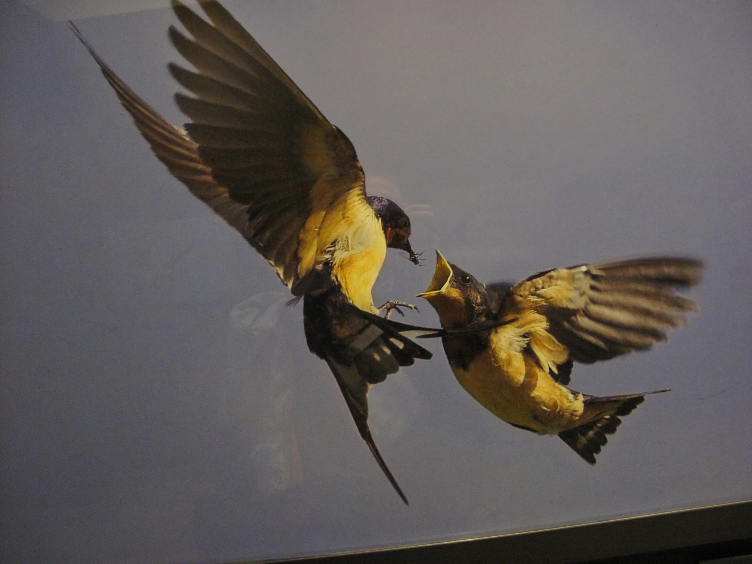 Part of a superb photo exhibit called On Feathered Wings, this extraordinary photo of a barn swallow feeding a fly to a fledgling was shot by David G. Hemmings in Canada.