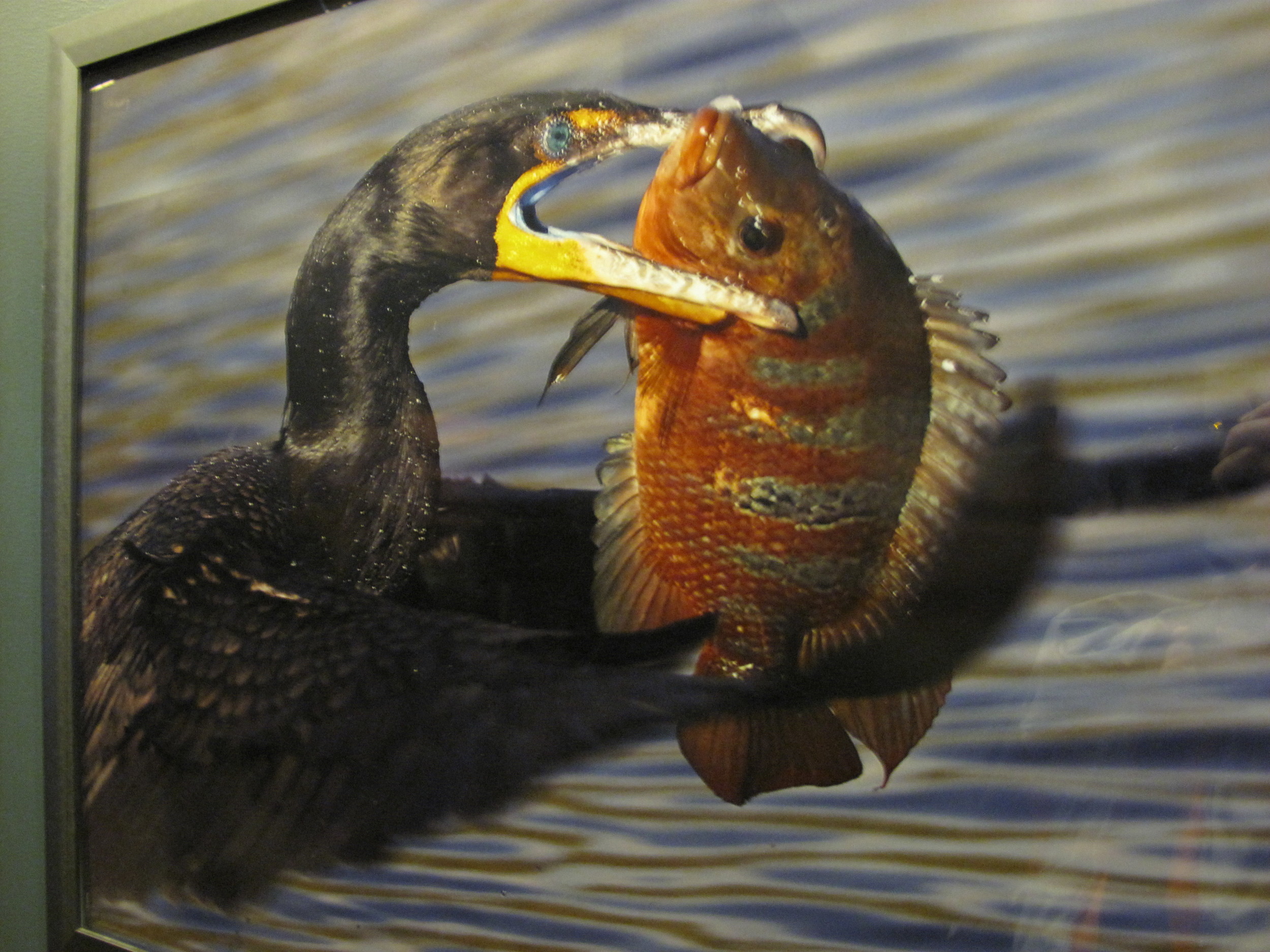 Part of the same Natural History Museum show, this shot by Richard Ettlinger of a double-breasted cormorant was taken in Florida, apparently at lunchtime.
