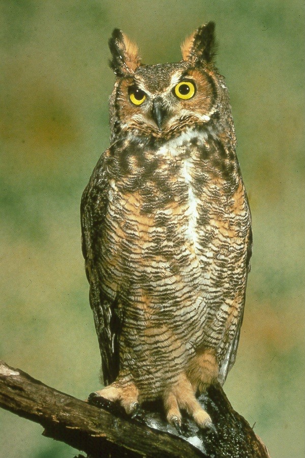 A great horned owl, hunting for a skunk?