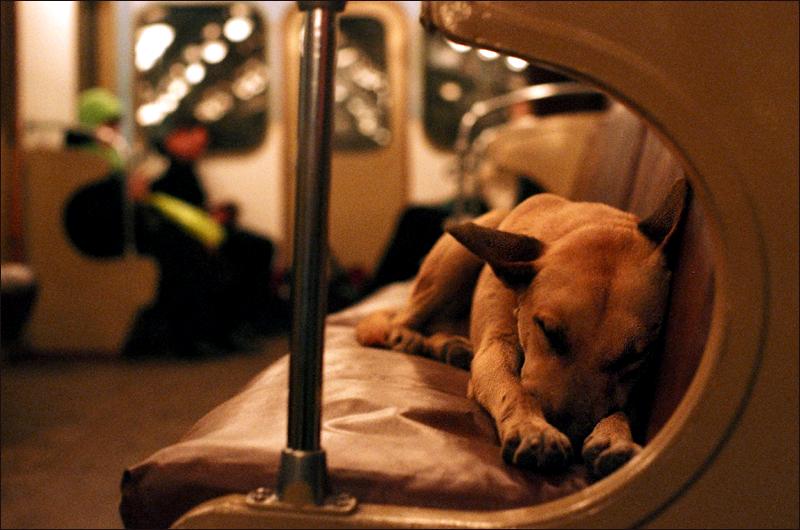 Russian rush hour: One of the Moscow canines riding the tube between the suburbs and the city center.