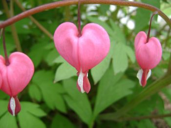 The bleeding-heart produces some of the world's best natural Valentines.