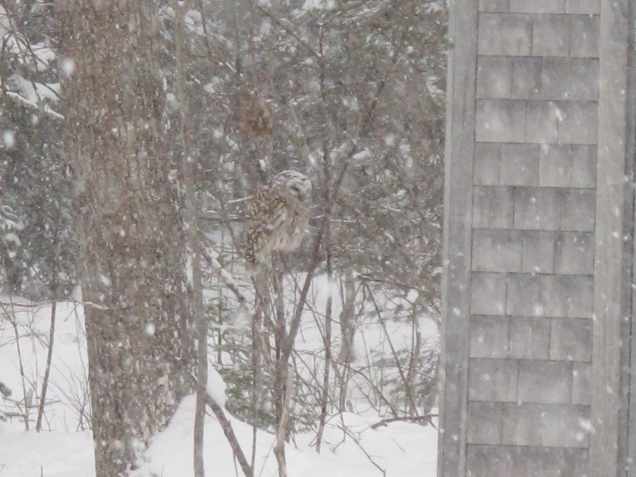 The owl hunting by the shed a few days earlier.