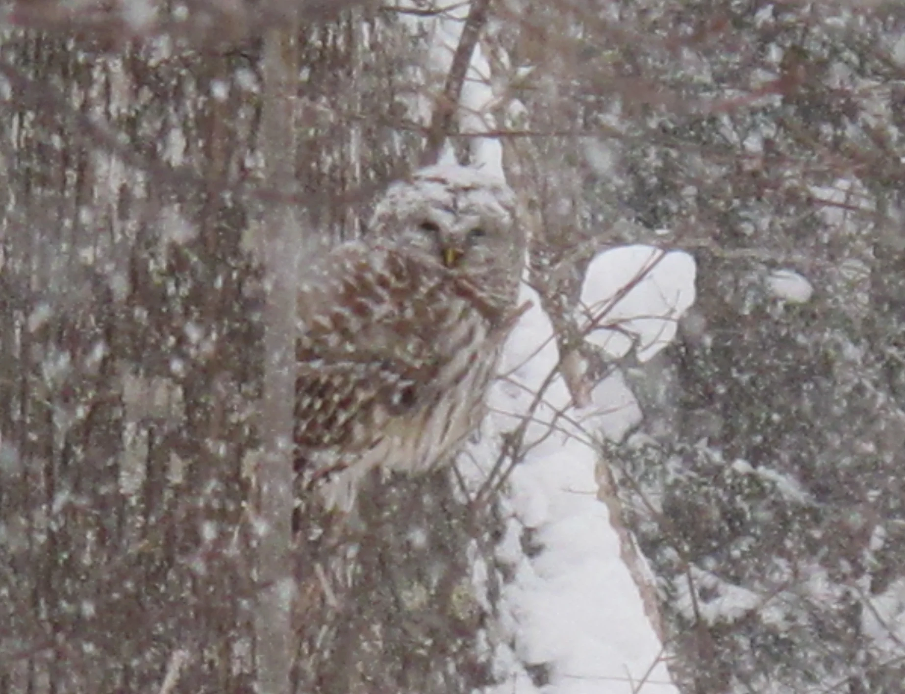 This barred owl has been hanging out near our house for the last two days, probably hunting for small squirrels, mice and mourning doves. This type is also known as an eight-hoot owl, or just the hoot owl. The name barred owl comes from the horizontal bars under his bill, which you can't see in this photo but which help in identifying him. So do his eyes: His are brown rather than the yellow found in most owl species.
