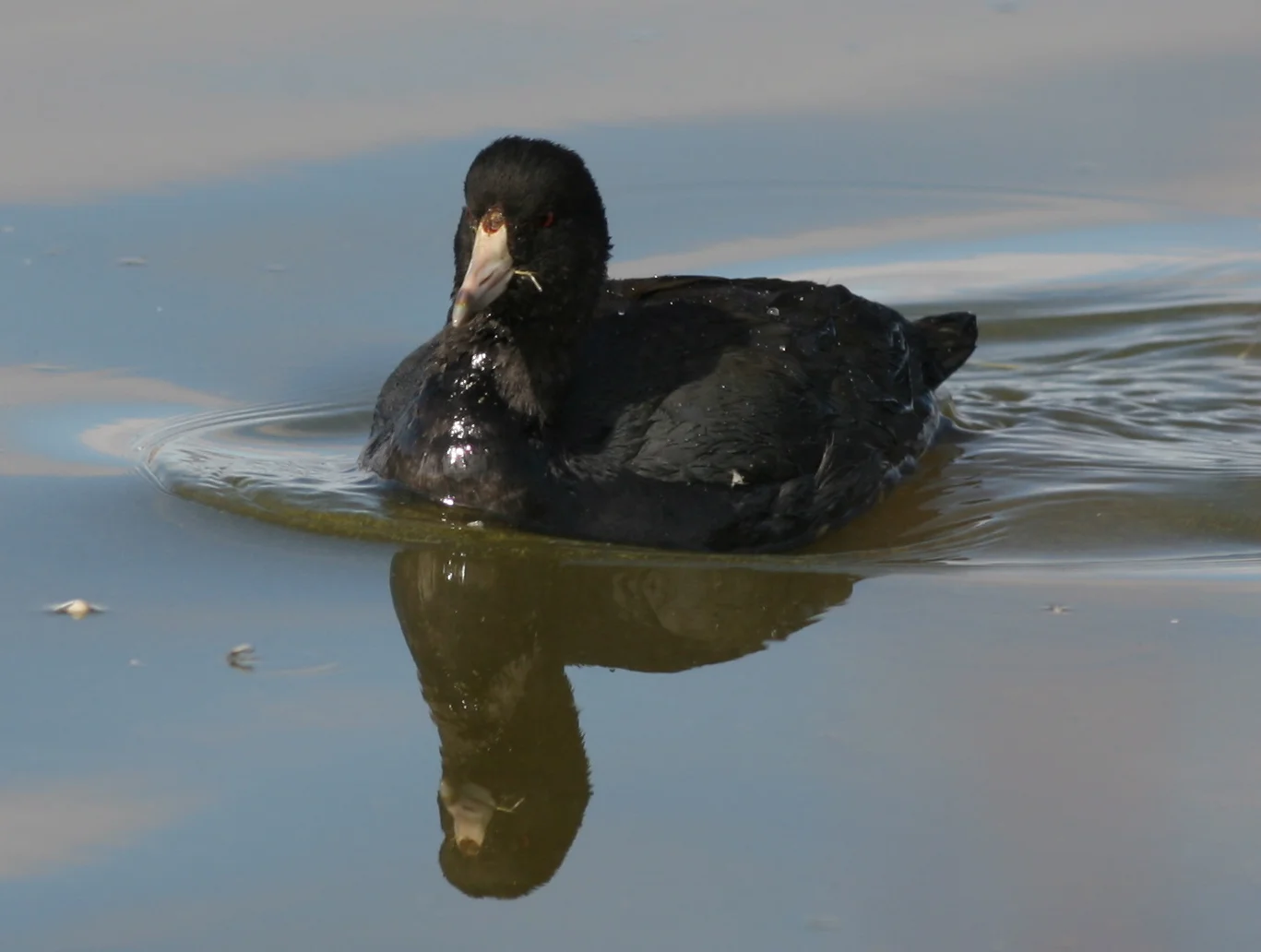 This is a coot—or mudhen—we saw at the Lower Klamath National Wildlife Refuge in California on our fall bird adventure. What would you call a whole bunch of them?