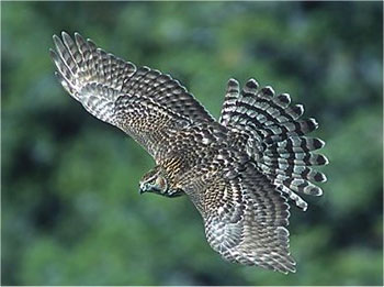 This is a Northern goshawk, whose name derives from goose hawk and reflects his taste for waterfowl. Because goshawks attack game species, hunters tried to kill them off early in the 20th century; legislation protecting them was finally passed in 1972. (copyright Jerry Liguori)