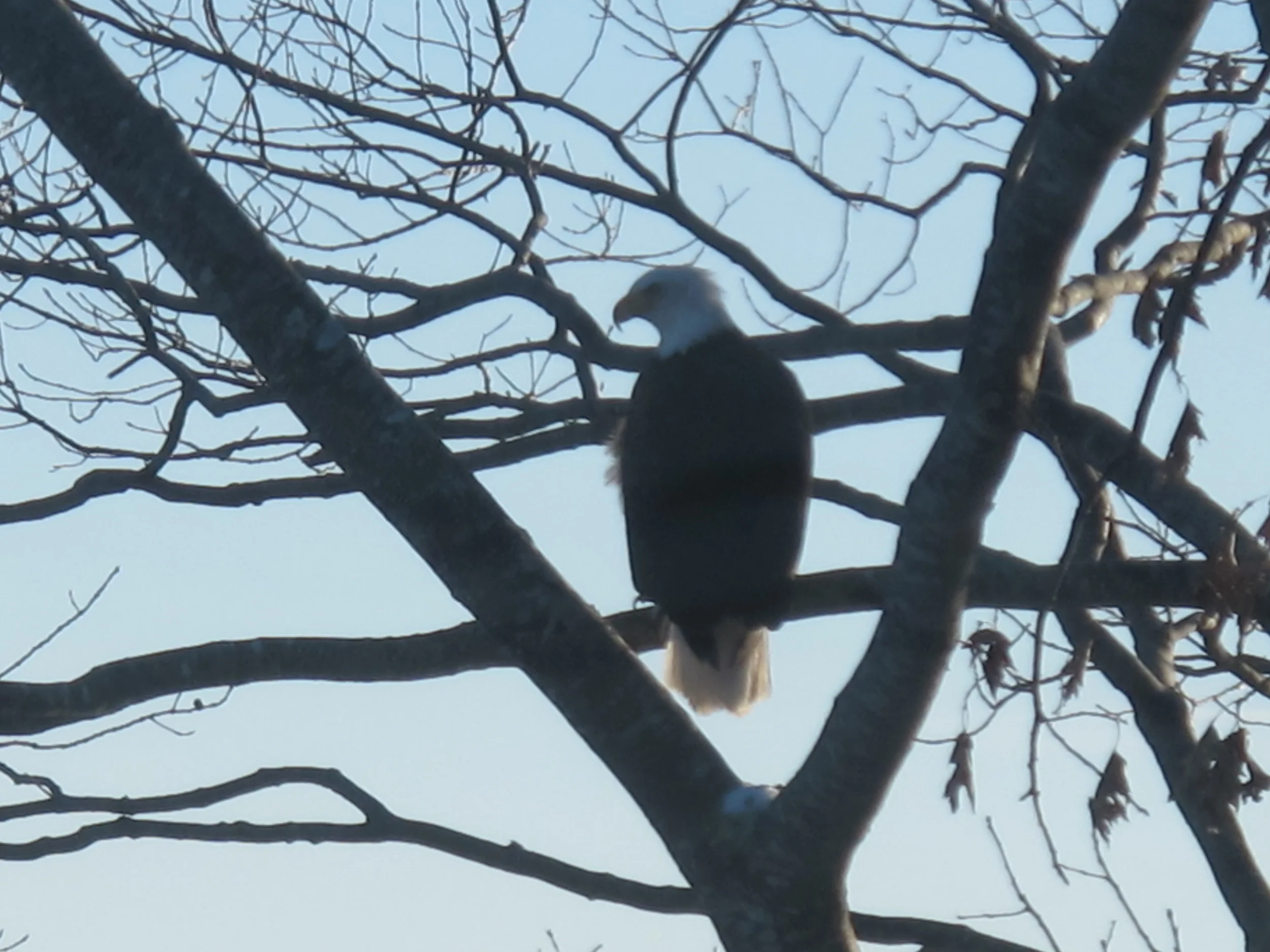 A bald eagle perched near the duck's frozen body but did not seem to notice it. Perhaps the cold eliminated any smell.