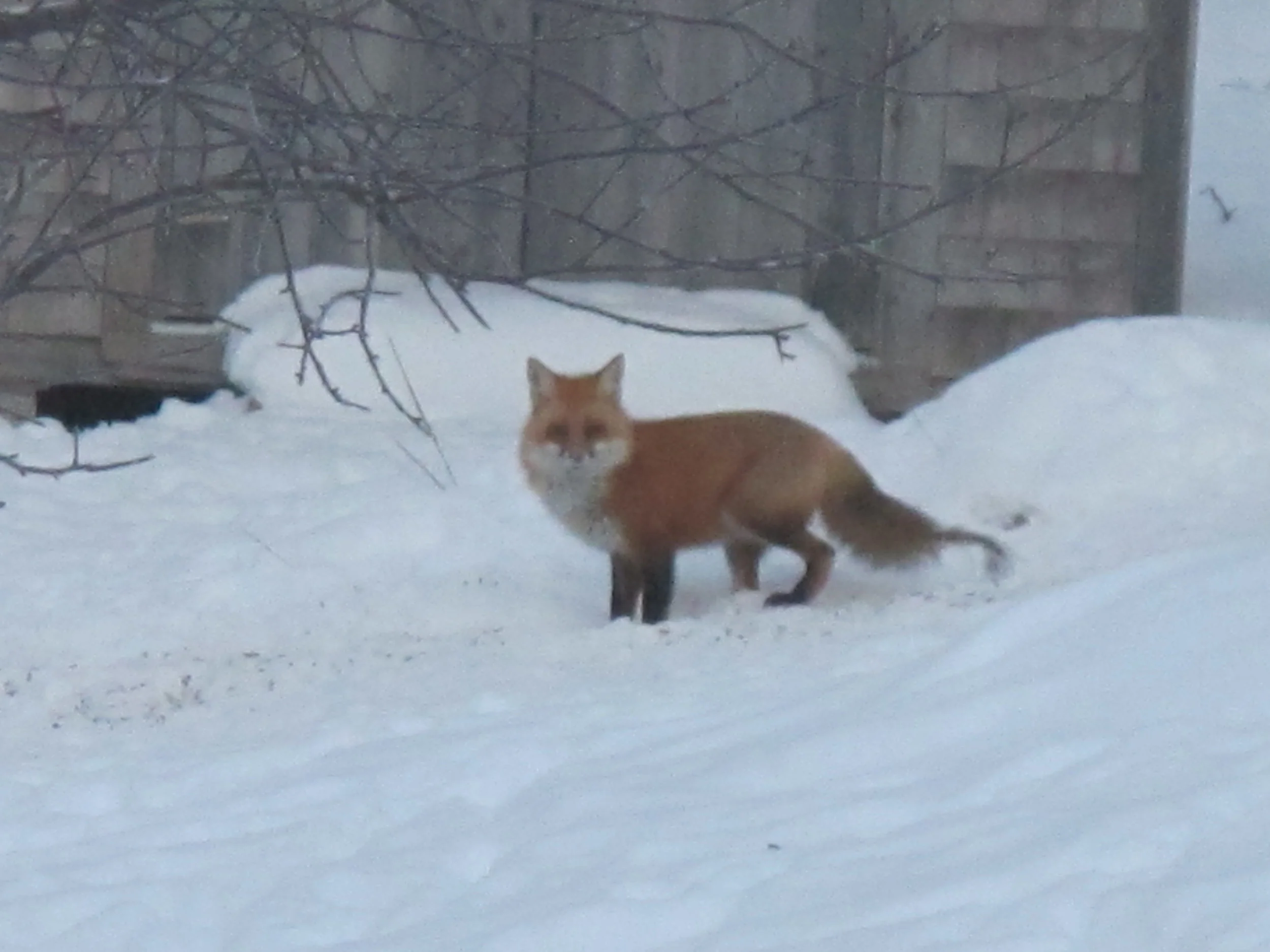 A fox also hung out around the house but ignored the frozen duck. As you can tell from the missing chunk of his tail, he's been through some battles of his own lately.