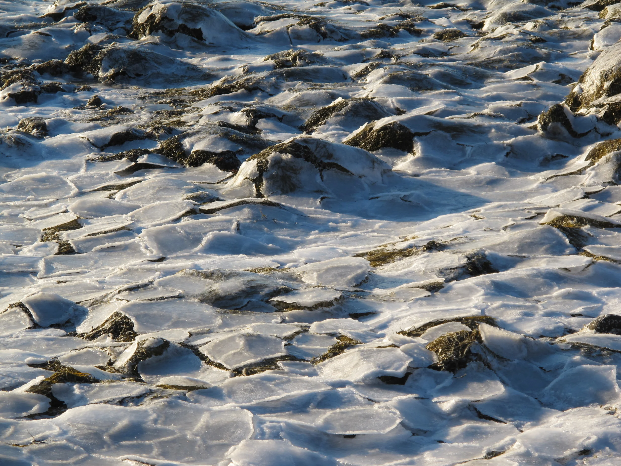 At low tide on extremely cold days, ice forms on the exposed bay floor in six-sided disks more than a foot in diameter. Not coincidentally, these hexagons are the same shape as snow crystals, honeycombs, the patterns on turtle shells and pineapples, and other forms found in nature.