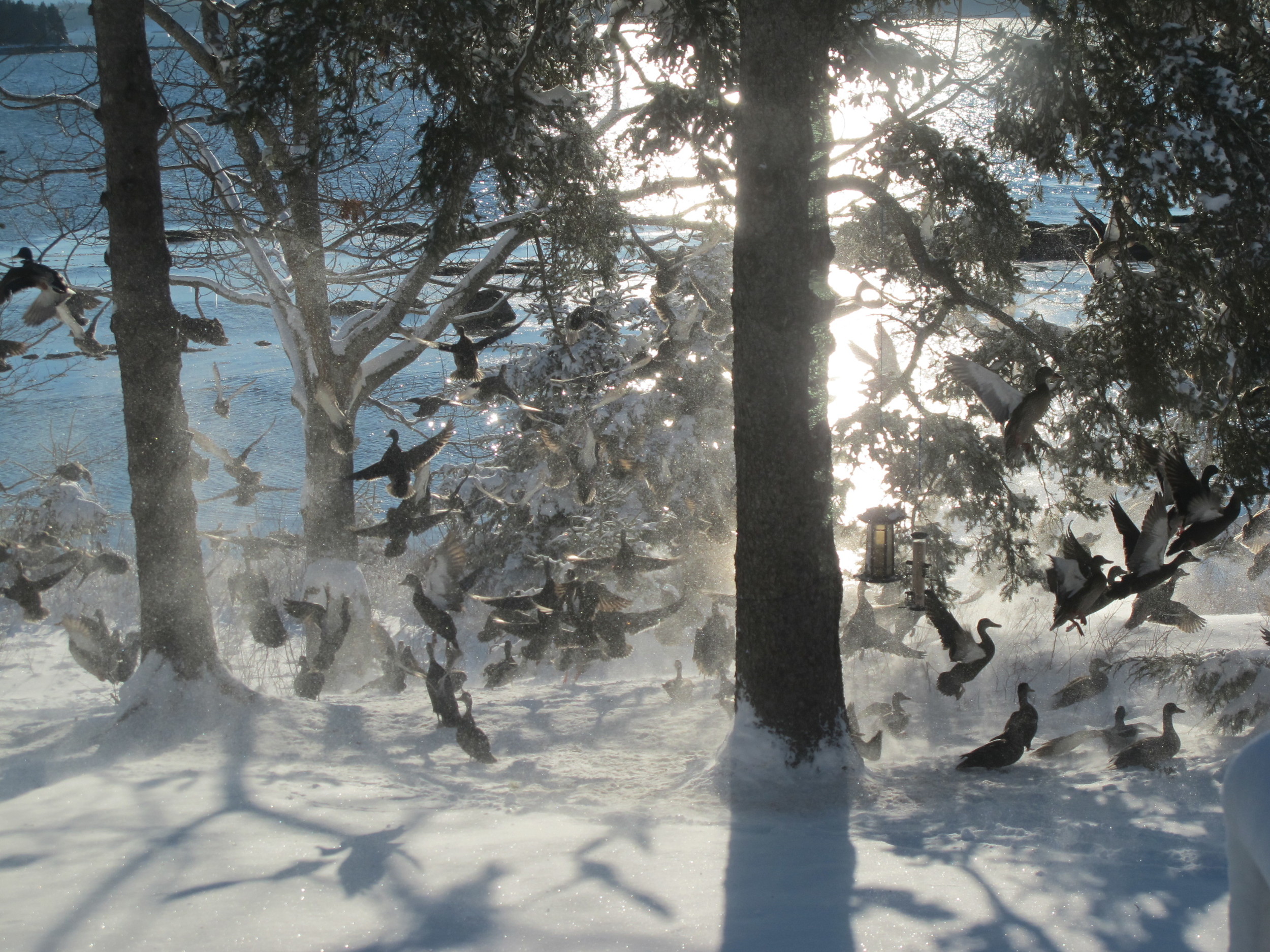 Yesterday the black ducks and mallards that had gathered under our feeder took off en masse when startled. Hawks and bald eagles have been out in force, causing panic among the ducks, the crows and other birds.