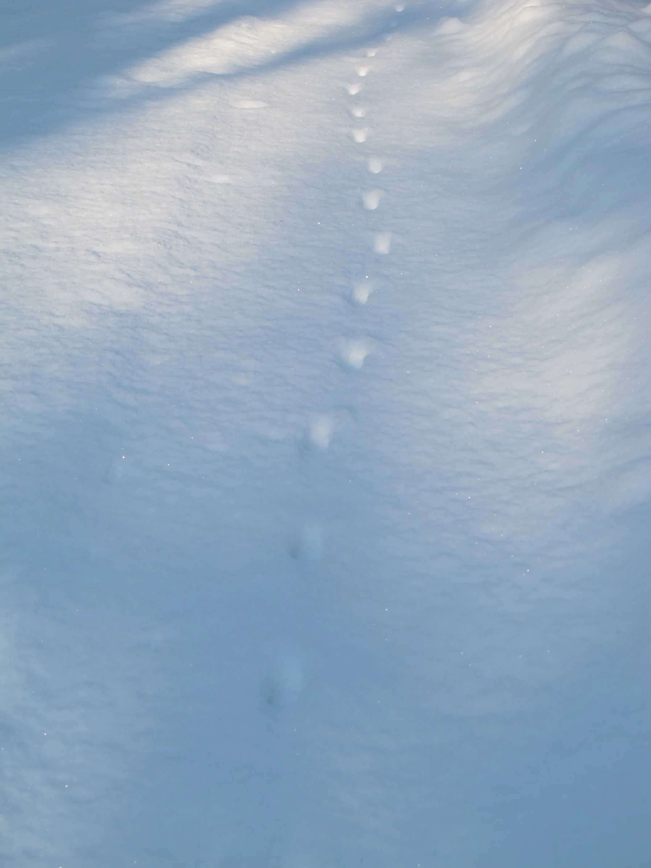 The snow has created a revealing landscape of animal tracks. These are from a fox.