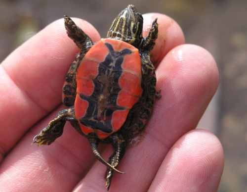 A painted turtle hatchling