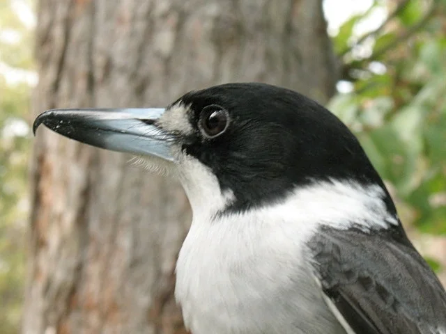 The butcherbird