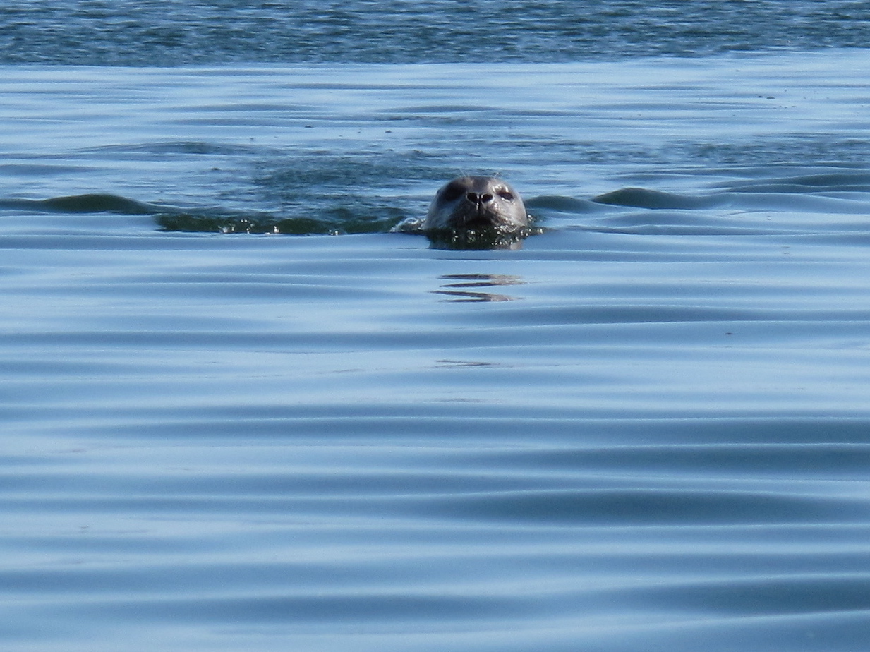 This is one of the seals that live in the colony we can see from our house.