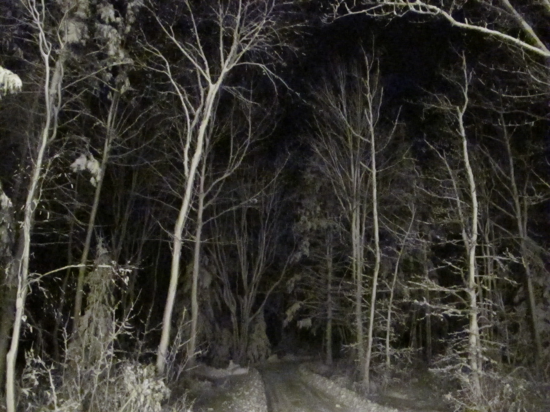 Last night's snowy scene—almost a photo negative—made a flash impression that got me thinking.