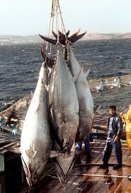 Bluefin tuna