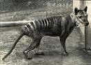 The Tasmanian tiger was the world's largest carnivorous marsupial. Today he lives only on the label of Cascade, an Australian beer.