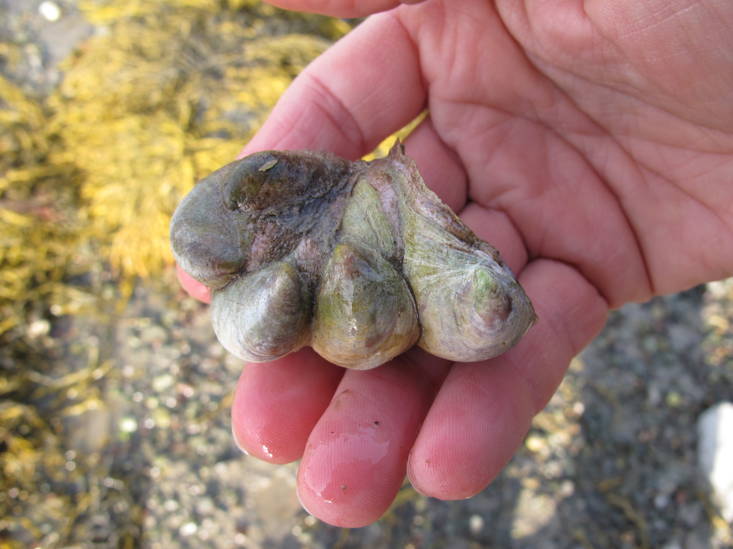 At first I though this might be some sort of genetic mutation...only to find out that it's quite common and natural.