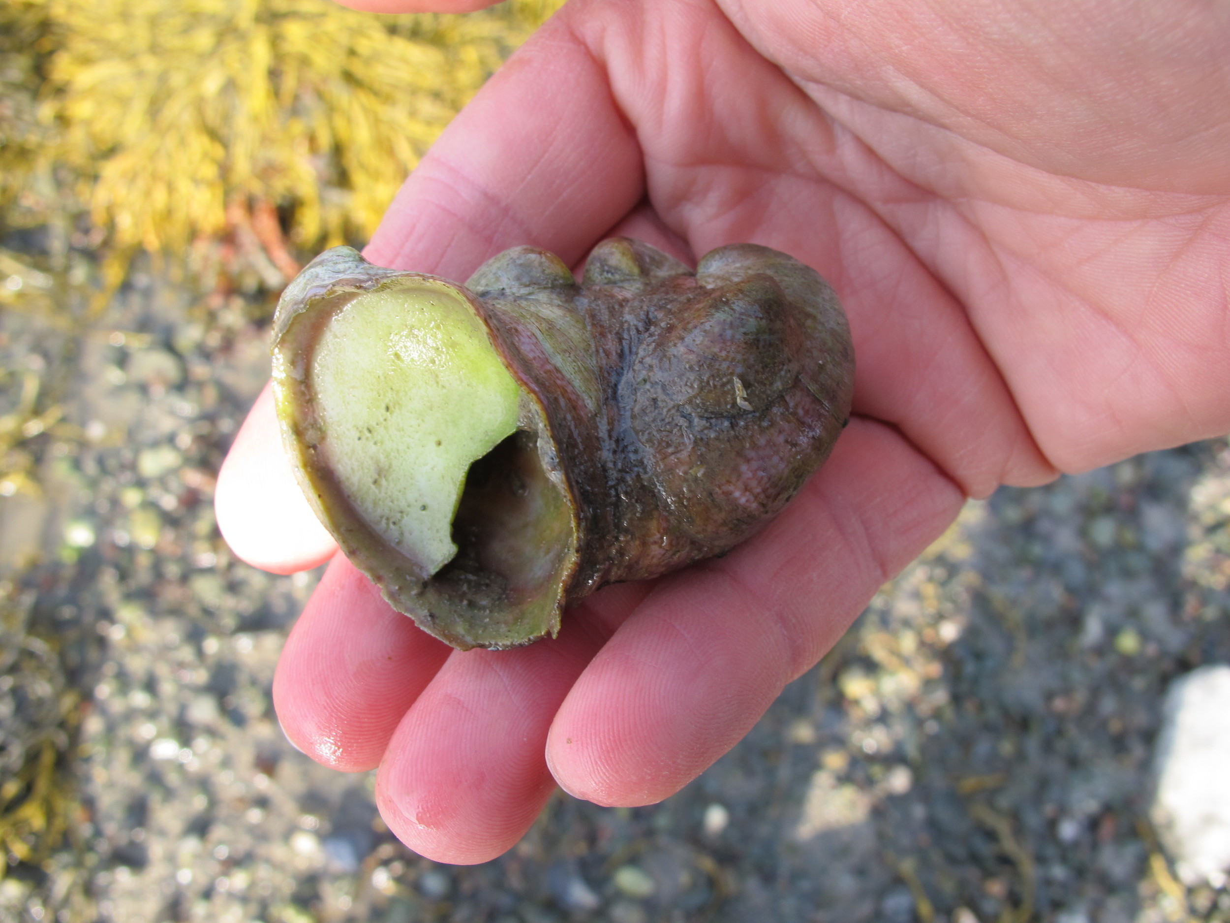 At the far left you can see how slipper shells got their name.