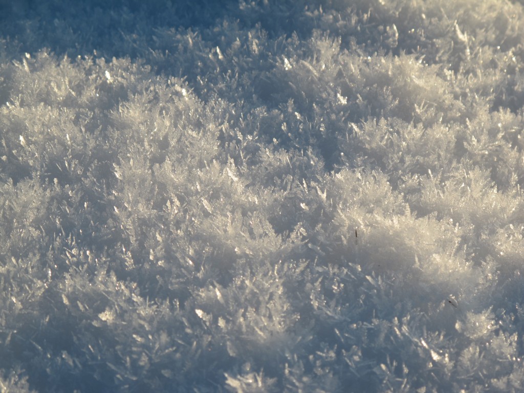 The extreme cold left us with light, large crystals of snow that looked almost like glass foliage.