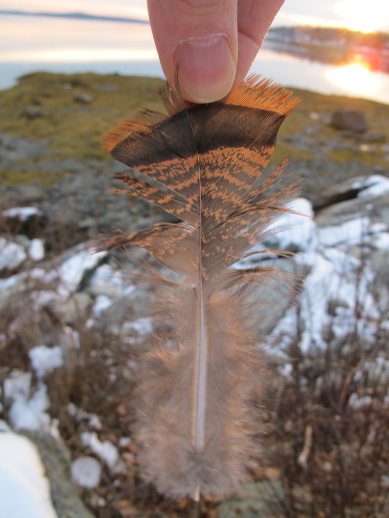 Anybody good at feather identification? Based on color, we're guessing that this comes from one of our resident wild turkeys, but in size it seems more suited for a duck.