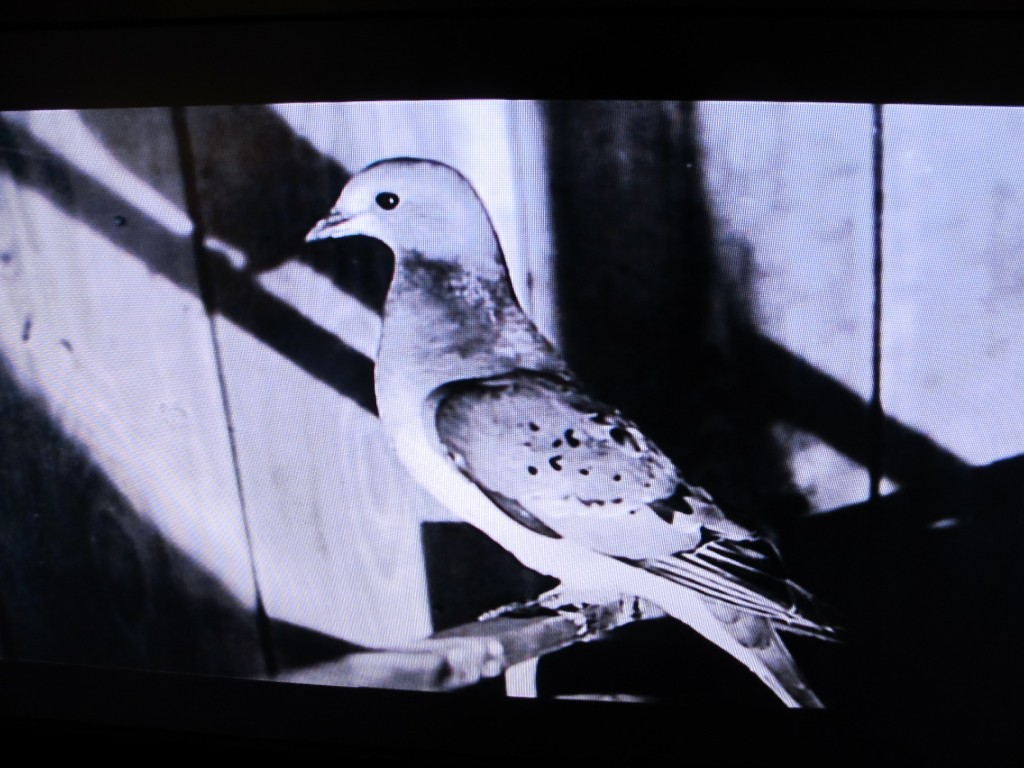 A shot of a too-often-shot species, the turtle dove's extinct cousin, the passenger pigeon.