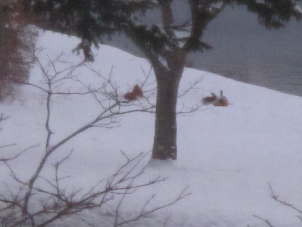 The fox on the right is rolling around, kicking his feet in the air like Snoopy after writing a funny line on his doghouse typewriter.