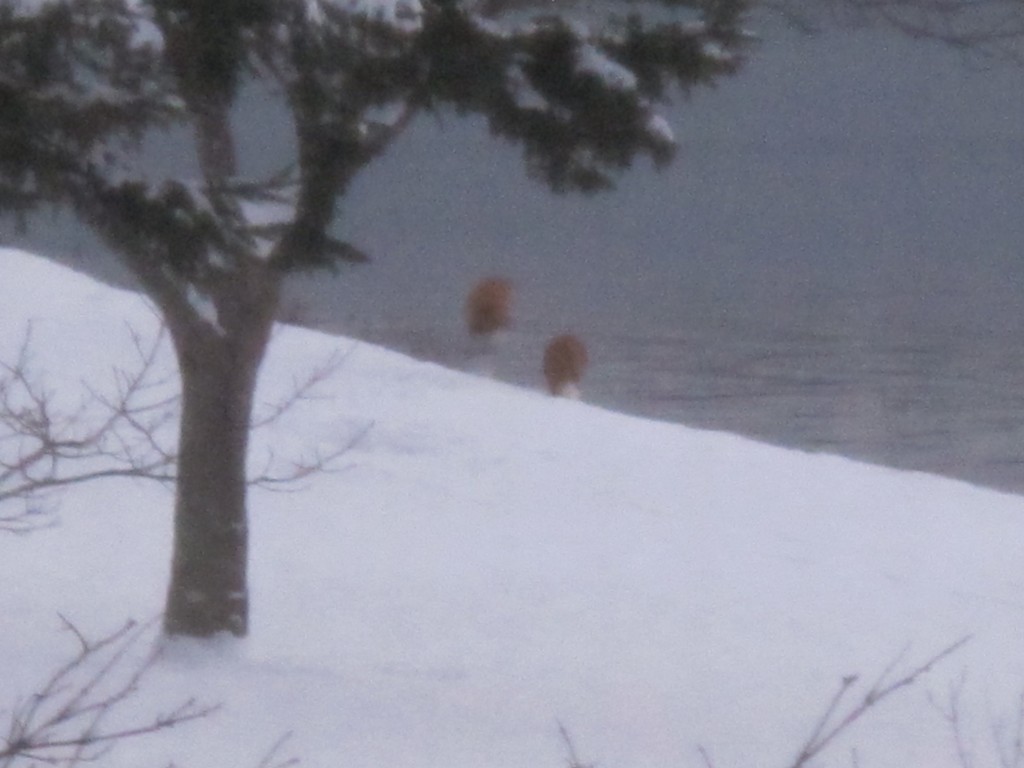 The fox on the left is doing a Flying Wallenda and is about to land on top of his bushy-tailed opponent.