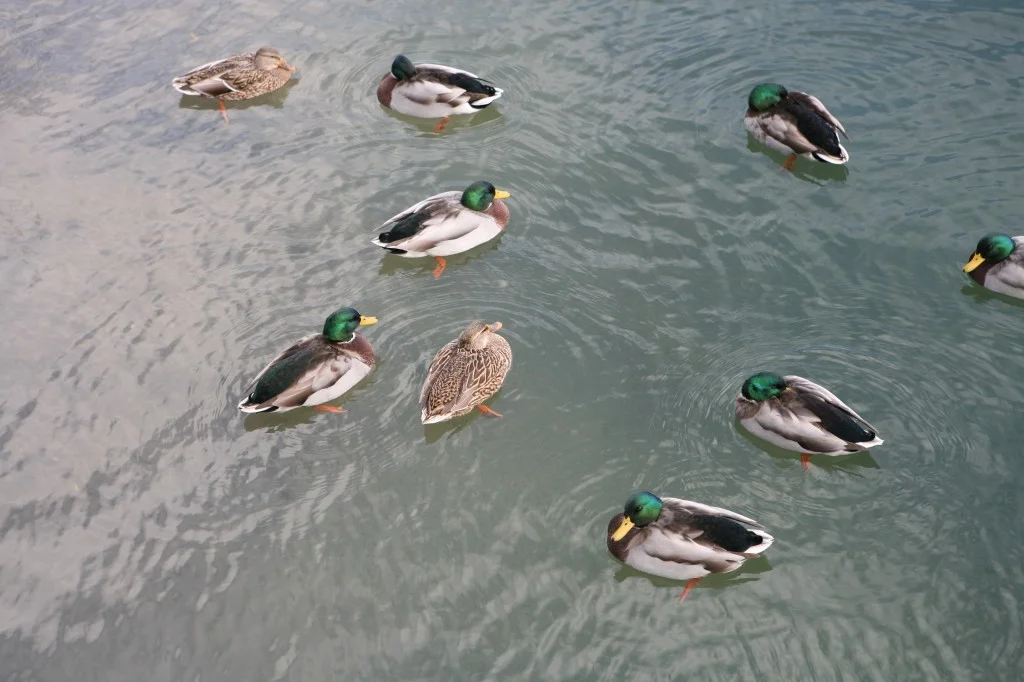 Baseball fans might also refer to these as "ducks on the pond." Though those are usually limited to three at a time.