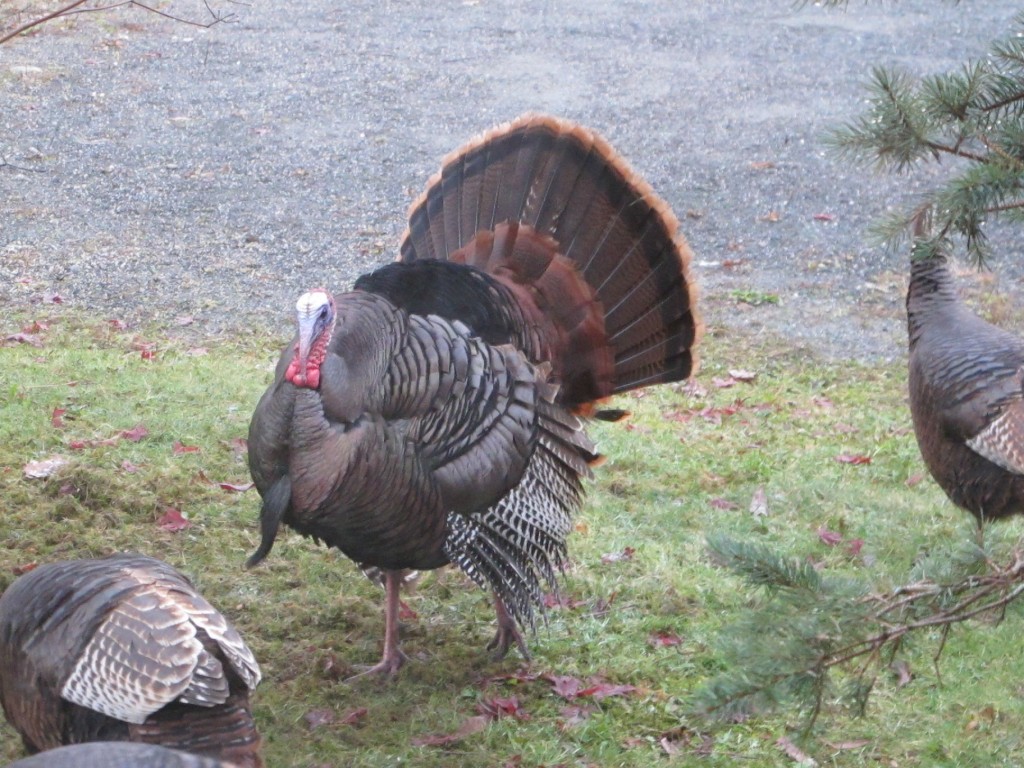 Tom knows how to turn up the tail and turn on the charm.