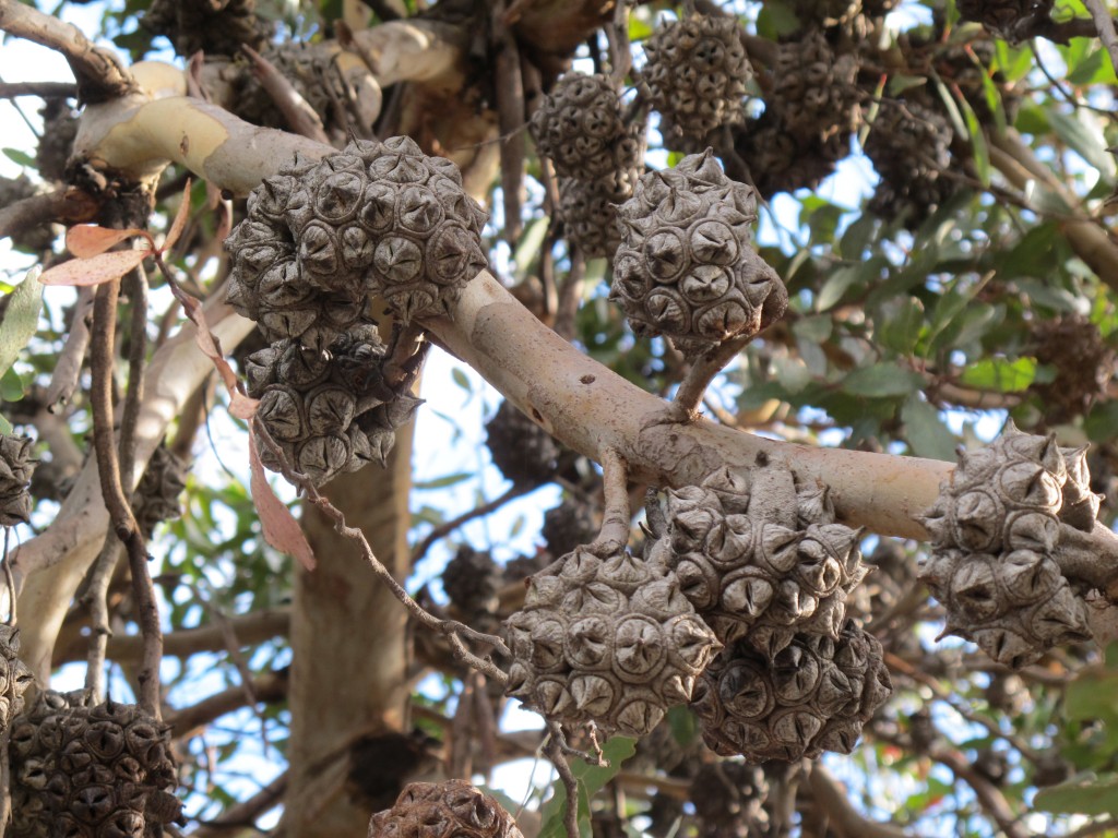 On a walk today we saw these owlish-looking pods on what appeared to be a eucalyptus tree.