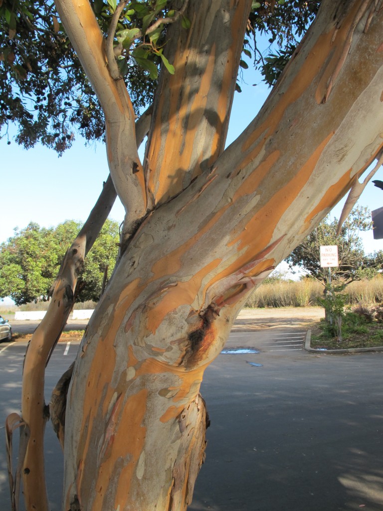 The bark on a neighboring tree was a work of art in itself.