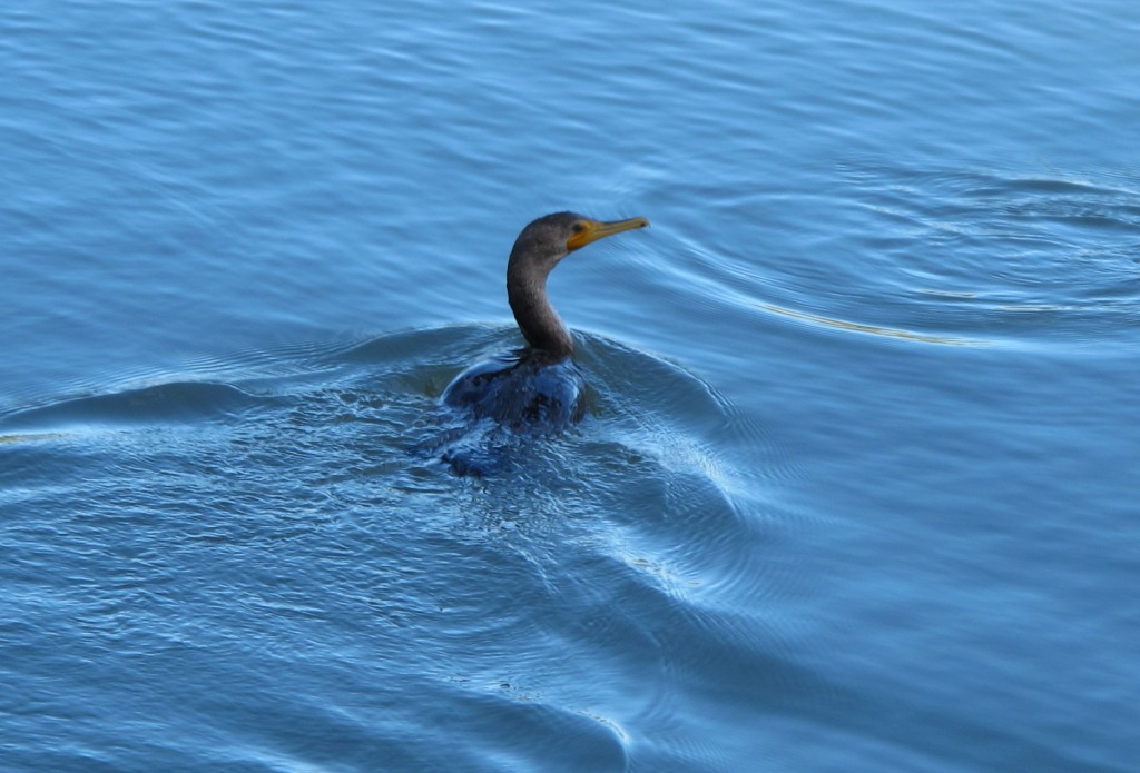 This cormorant swam close to us during our bayside walk. We'll see cousins of these guys on our bay in Maine when we get home—unless they've already headed south.