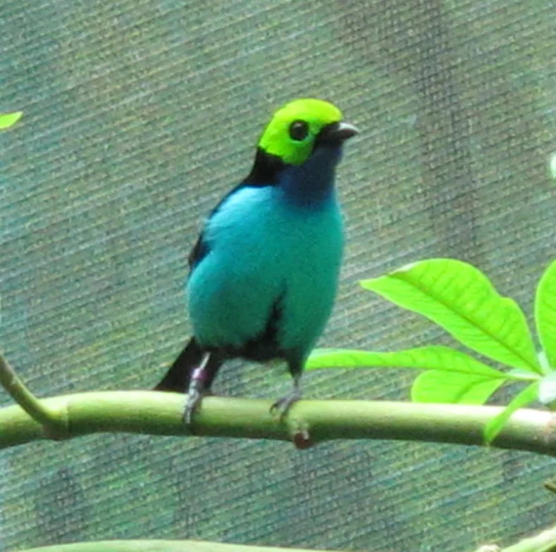 The most spectacular bird flying around the academy's rainforest exhibit was the paradise tanager, also known in Spanish as siete colores, or seven colors. The bird's wings are scarlet and yellow, adding to the black, green and three shades of blue elsewhere on him.