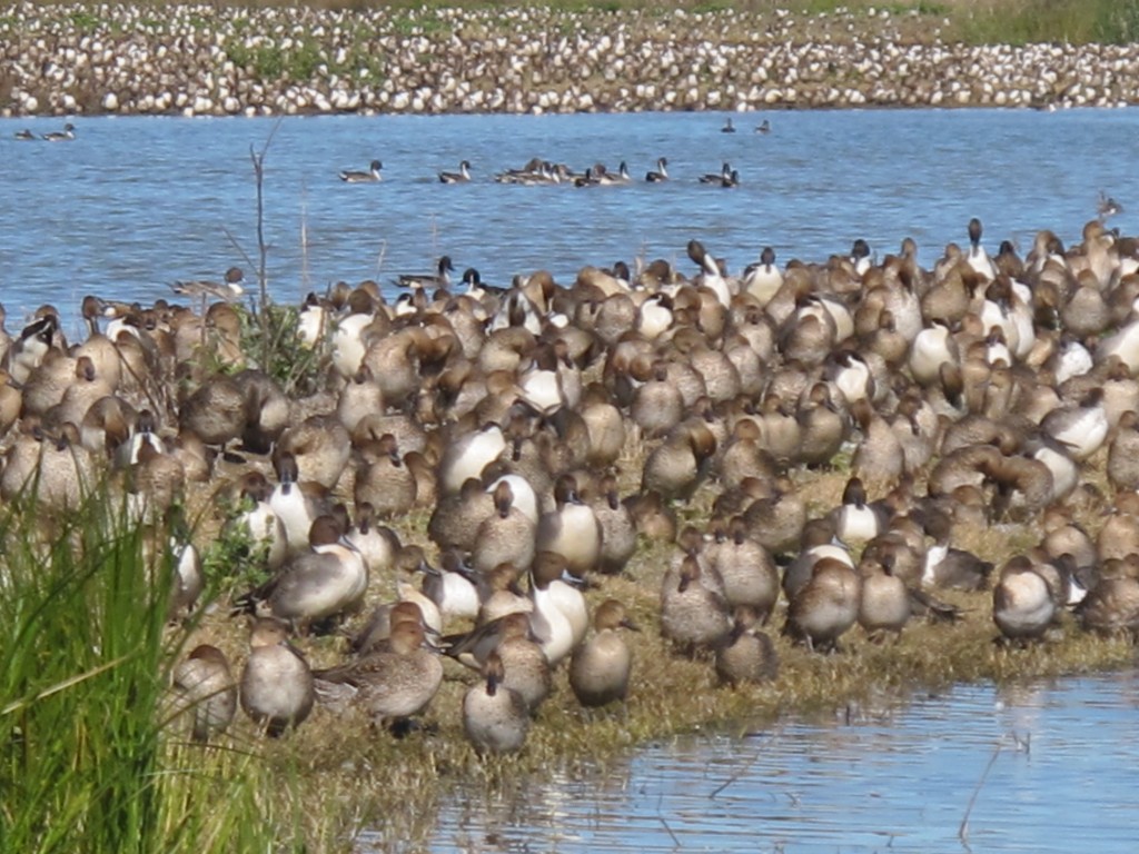 The Sacramento refuge is the wintering home for millions of migratory waterfowl. We made three visits to the refuge and were newly amazed each time. Around dusk the sky would almost blacken with incoming geese, ducks and swans.