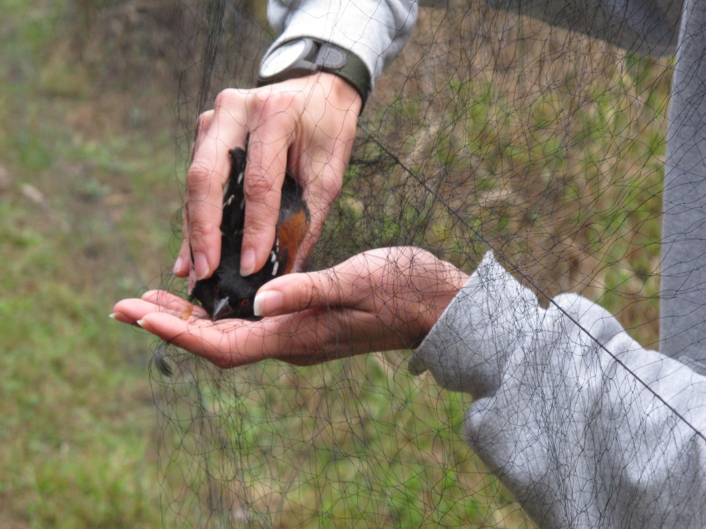 At the Point Reyes Bird Observatory field station, we watched staffers carefully remove specimen birds such as this spotted towhee from netting. The birds are examined, measured, banded and set free. The Point Reyes Bird Observatory is one of the world's most important and respected avian research groups.