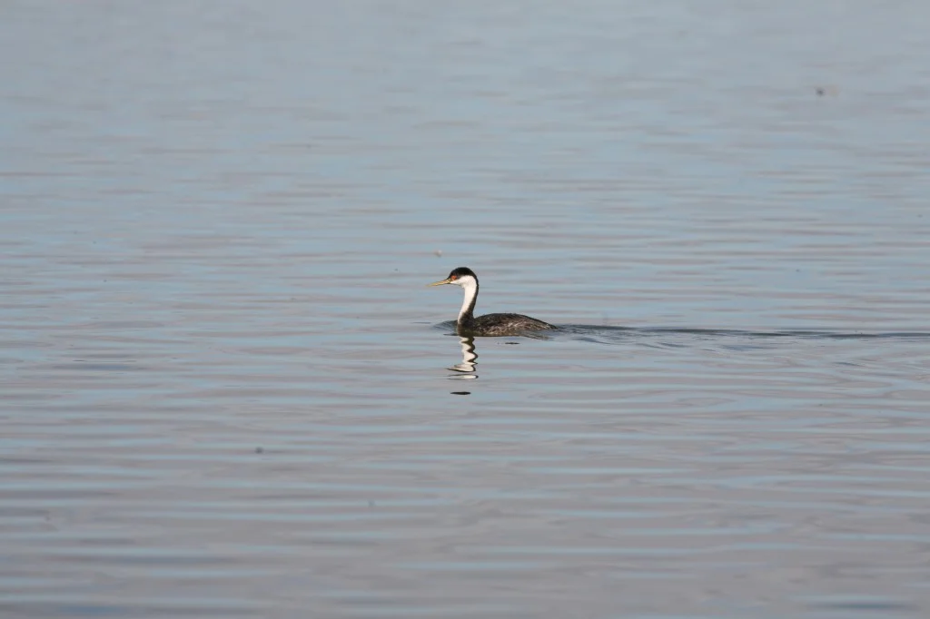 This is one of the Western grebes that we saw on Tule Lake. I am attaching a link below to a short video that shows their amazing mating dance.