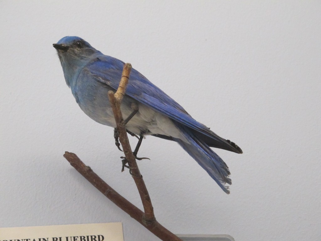 Here is the specimen of the mountain bluebird.