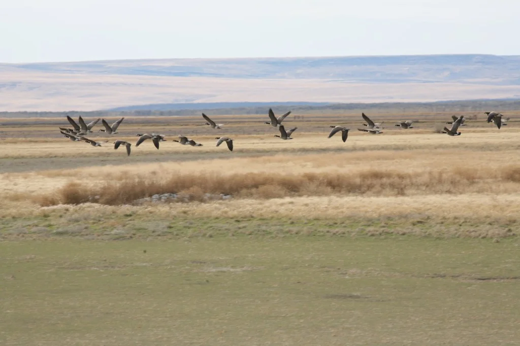Like the geese at Malheur, we're traveling again. After a rental car swap here in Boise we'll go back into Oregon toward Crater Lake and the Klamath National Wildlife Refuge. Unfortunately, the forecast calls for several days of rain.
