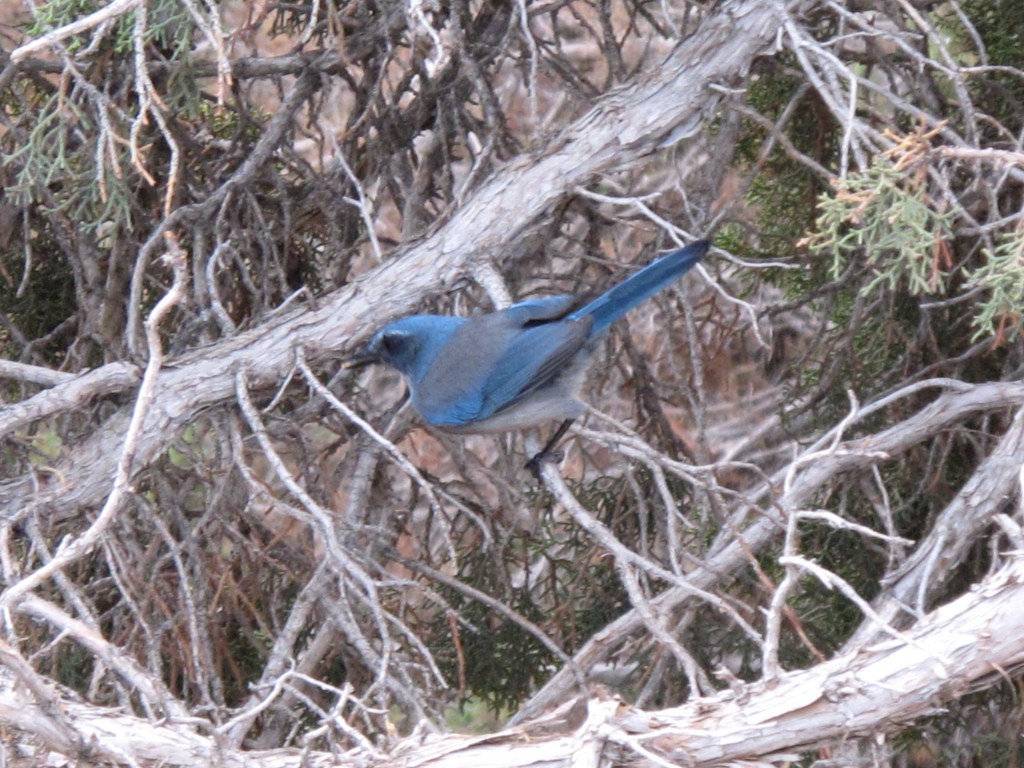 I scrambled to get a photo of this lovely bird at a rest stop in a desolate stretch of Idaho. Please correct me, ornithologists, but it looks like a Western scrub-jay.