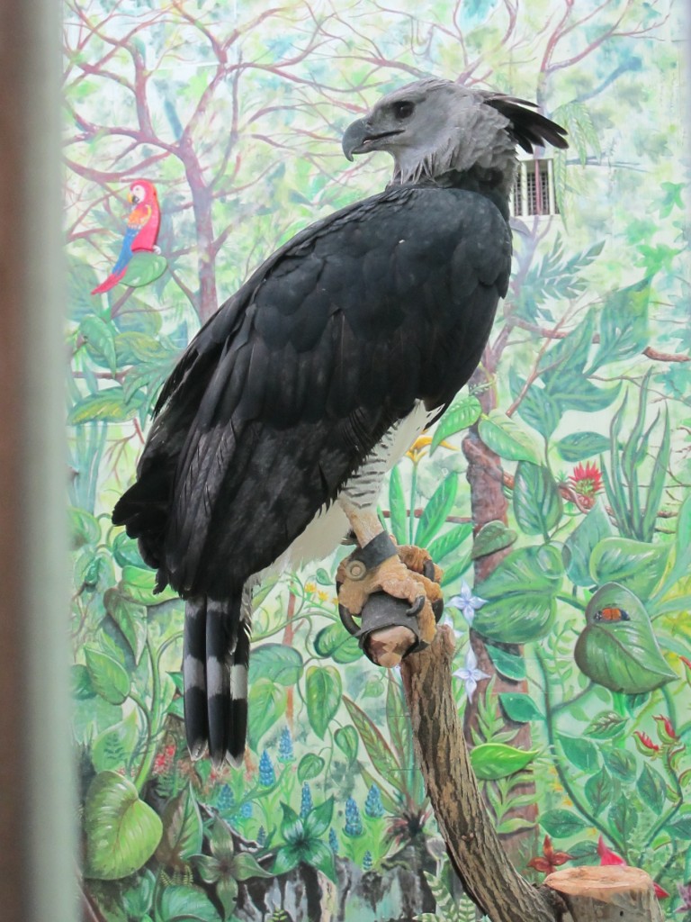 The rear talon of this harpy eagle is larger than a bear's claw; the talons are said to grip with a thousand pounds of pressure per square inch, five times the force our jaws and teeth use when chewing meat.