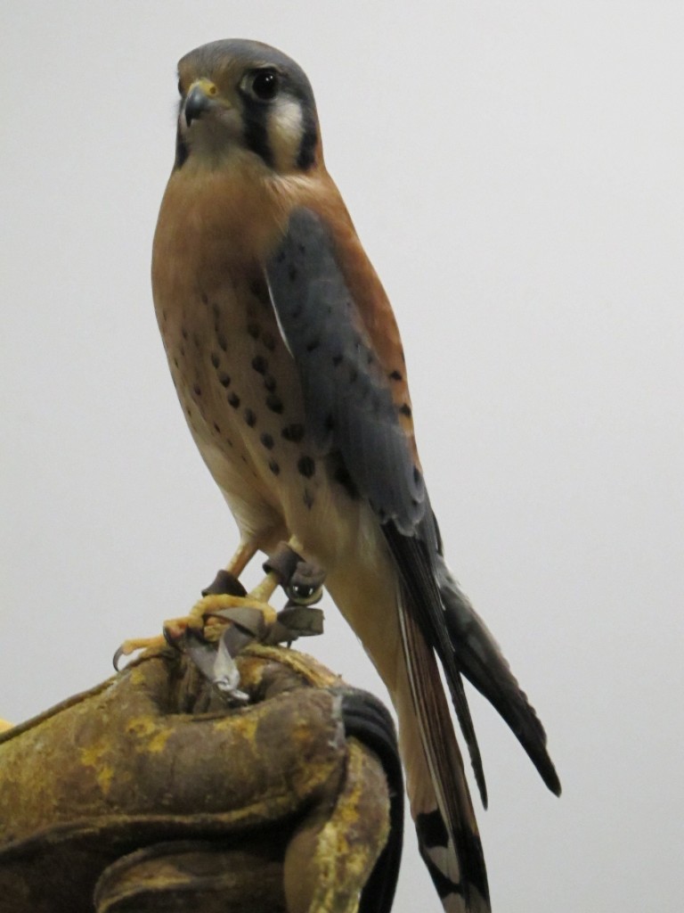 Another volunteer at the World Center for Birds of Prey brought out this American kestrel, the smallest type of falcon in North America and now one of my favorite birds.