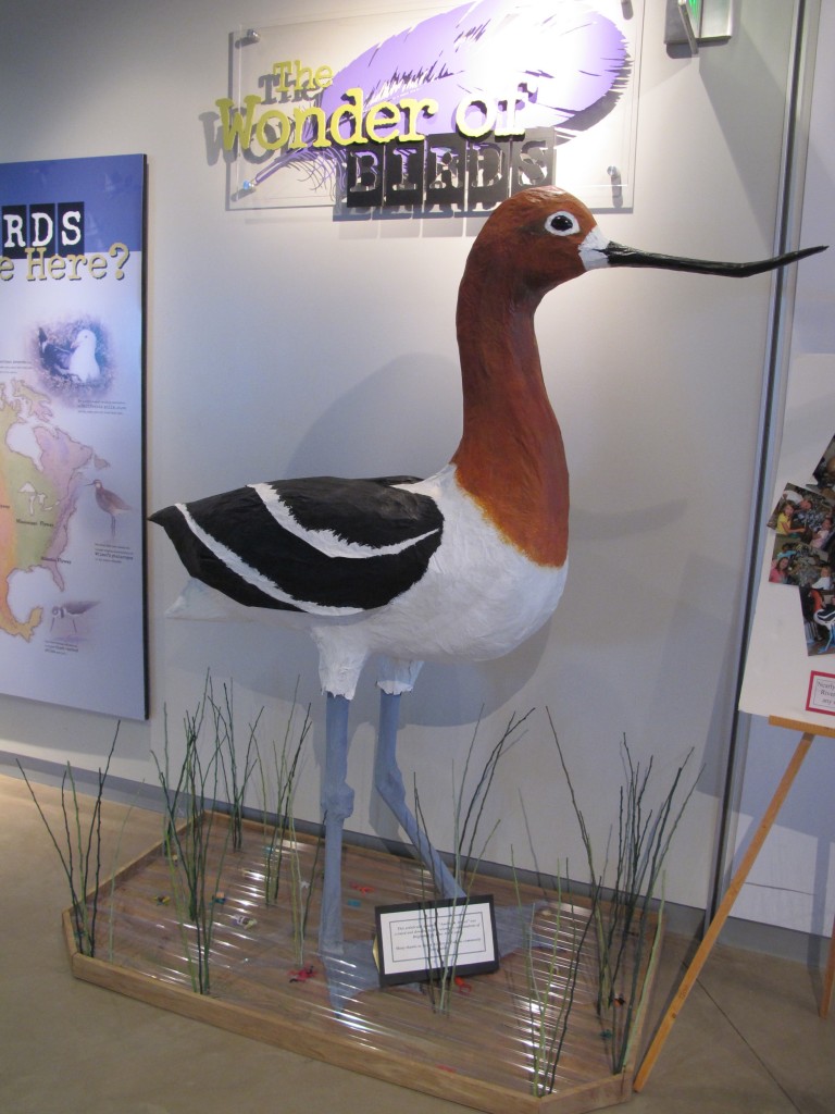 This larger-than-life model of an American avocet resides at the Bear River refuge's superb educational center. A couple of hours after visiting that, we saw a young American avocet out on the reserve.