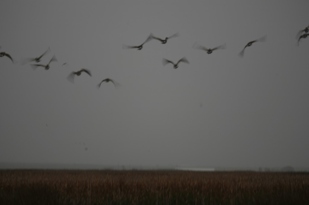 The strong, whipping winds at the Camas National WIldlife Refuge in Idaho made flying hard work for the migrating waterfowl—and holding a camera steady impossible for a photographer.