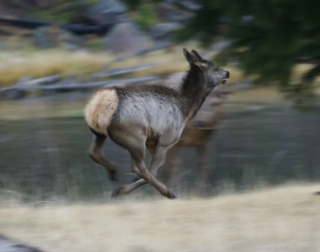 This frisky young elk raced back and forth along the Madison River in Yellowstone.
