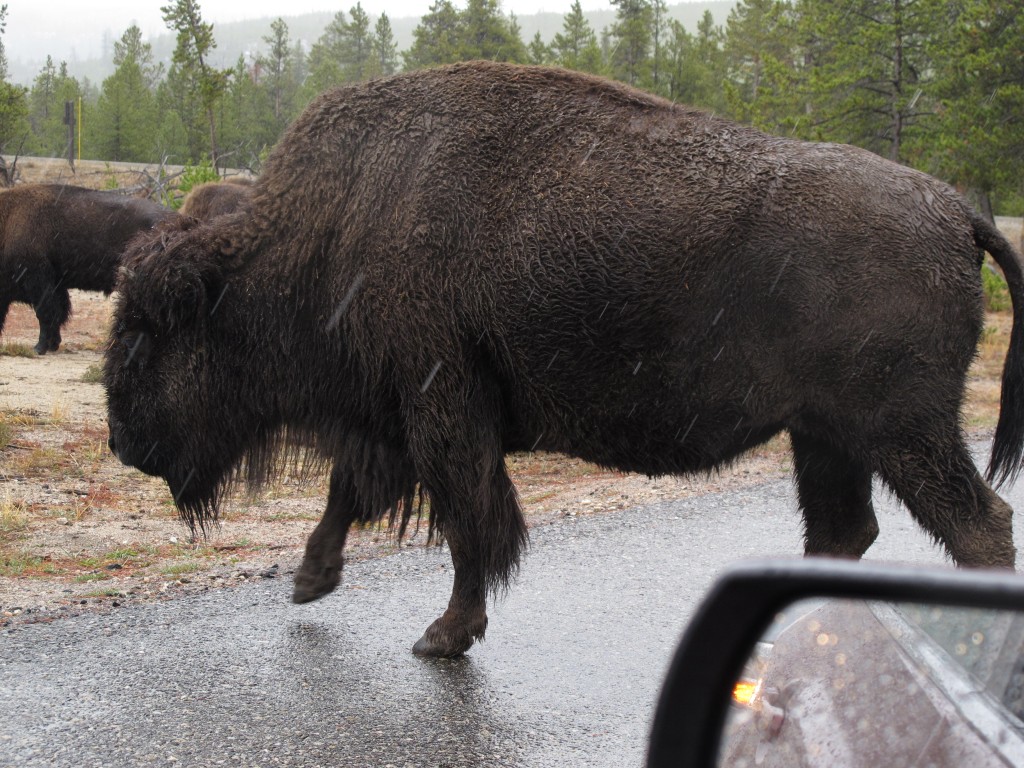 Several times we found ourselves in the middle of a herd of bison. One clueless woman got out of her car and stood a few feet in front of a bison to take its photo. She was lucky; the animal didn't attack her, as sometimes happens with park visitors.